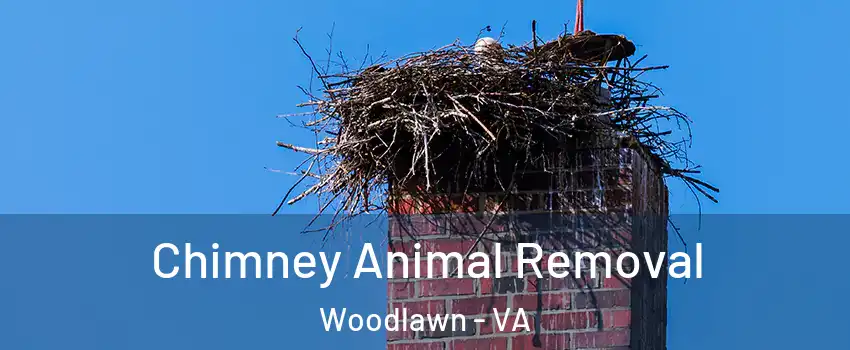  Chimney Animal Removal Woodlawn - VA