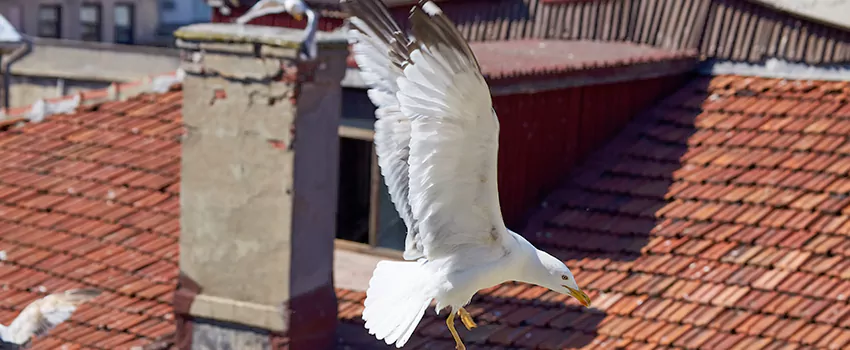 Residential Chimney Animal Removal Solution in Woodlawn, VA