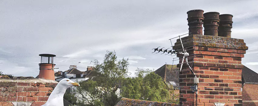 Chimney Cleaning And Restoration in Woodlawn, Virginia